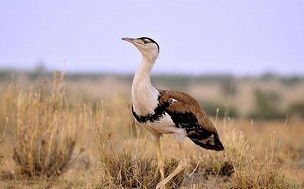 Bustard_1  H x 