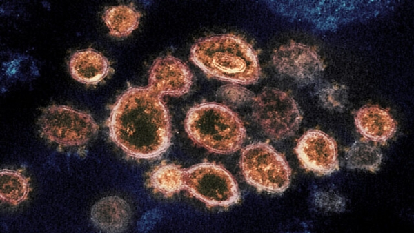 Langya virus found in China