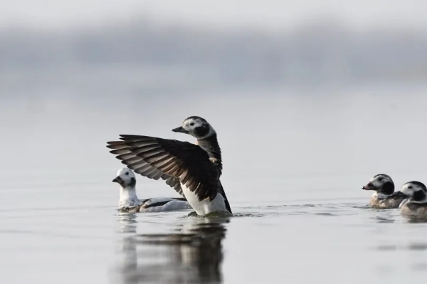 In a first after 116 years, rare and elusive duck species visit Kashmir
